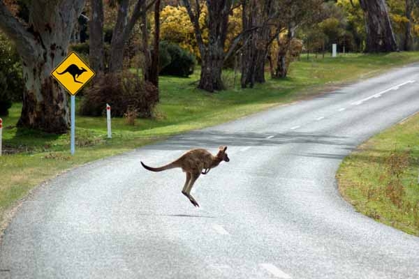 How To Avoid Major Damage To Your Vehicle Offroad